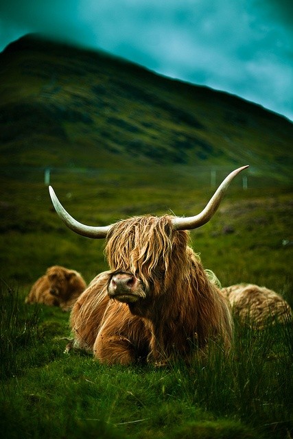 Photo:  England Highland Cow